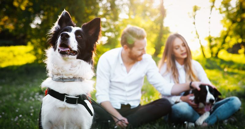 El papel energético de los Perros en nuestra vida, están con nosotros siempre apoyándonos y salvándonos de nosotros mismos
